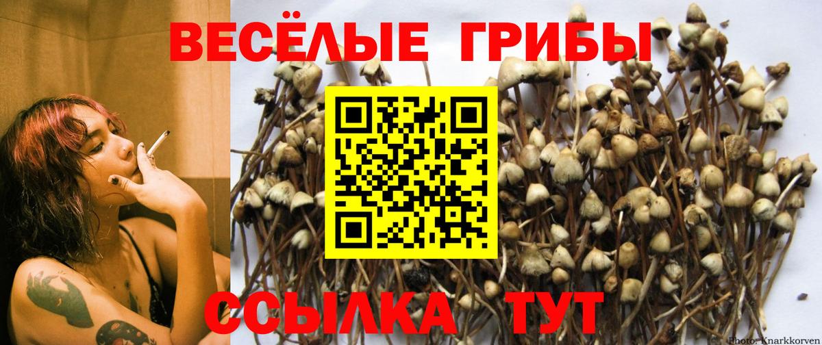 Псилоцибиновые грибы прущие грибы  Псилоцибиновые грибы MAGIC MUSHROOMS  Вход с VPN  Урус-Мартан 
